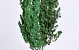 Asparagus Myrocladius  Grün 200Gr.