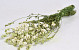 Delphinium White 50cm
