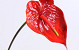 Anthurium  70cm-18cm Red