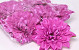 Dahlia D20cm Hard Pink