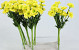 Bouquet de Asters 30cm jaune