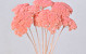 Achillea Parker Pastel Peach 70cm