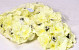 Hortensia Kop Geel D18cm