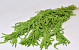 Amaranthus Caudatus Green 70cm