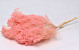 Broom Bloom Pastel Pink 50cm