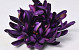 Chrysanthemum D17cm Purple