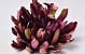 Chrysanthemum D17cm Burgundy