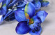 Orchidee Blau D14cm