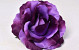 Rose D13cm Purple