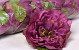 Peony D14cm Vintage Purple