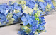 Hortensia Kop D14cm Blauw/Paars