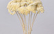 Achillea Parker Semi-Bleached 70cm