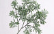 Artemisia Branch 45cm