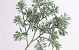 Artemisiatak 45cm