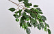 Ficus Exotica Branch 77cm