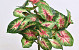 Caladium H40cm Green Red