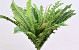 Boston Fern Large 41cm 26lvs