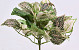 Fittonia Nerve Plant 25cm