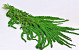 Amaranthus Caudatus Spring Grün 70cm