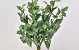 Fittonia Plant 33cm groen