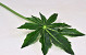 Feuille Aralia D25cm L55cm