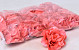 Rose D10cm Coral