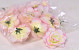 Mini Rose Pink D5cm