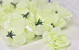 Mini Rose D5cm Cream