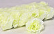 Rose D10cm Cream