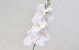 Gladiole D9cm Weiss