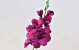 Gladiole D9cm Dunkelrot