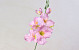 Gladiole D9cm Mauve