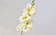 Sword Lily D9cm light Green