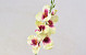 Gladiole D9cm Cream