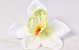 Orchid D14cm Cream