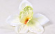 Orchidée D14cm Crème