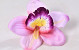 Orchidee D14cm Rosa