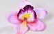 Orchidee D14cm Roze