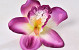 Orchid Purple D14cm