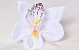 Orchidee Weiß D14cm