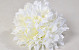 Chrysanthème D16cm Crème