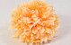 Chrysanthème D16cm Pêche