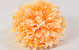 Chrysanthemum D16cm Peach