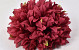 Chrysanthème D16cm Rouge