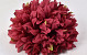 Chrysanthemum D16cm Red