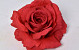 Rose D15cm Red