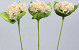 Hortensia 75cm blanc