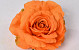 Rose D15cm Orange