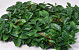 Green Plant Mat Photinia 50x50cm