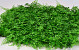 Green Plant Mat Fern/juniperus 50x50cm